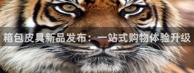 龙腾辉达电子娱乐