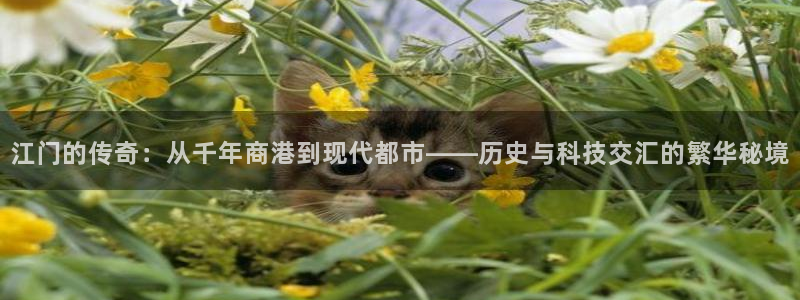 代理辉达娱乐官方网址